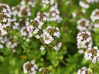 Flowering Thymus , known by the names creeping thyme, wild thyme or elfin thyme. Spicy-aromatic herb growing in a backyard garden.