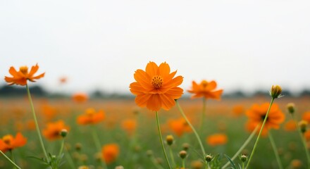 鮮やかオレンジ色 秋桜畑 優しく揺れる 花びら 穏やかな景色