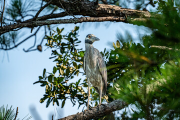 Night Heron on a branch