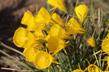 日本の春の公園に咲く黄色いスイセン（Narcissus bulbocodium）の花