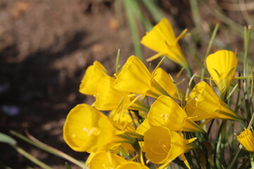 日本の春の公園に咲く黄色いスイセン（Narcissus bulbocodium）の花