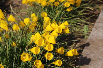 日本の春の公園に咲く黄色いスイセン（Narcissus bulbocodium）の花