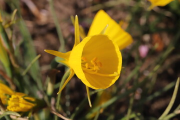 日本の春の公園に咲く黄色いスイセン（Narcissus bulbocodium）の花