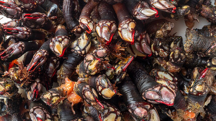 Fresh edible barnacle for seafood lovers