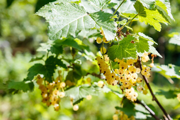 sweet white currant on the twig in summer. outdoor garden environment with ripe organic berry. sunny day. healthy homegrown food. delicious and juicy natural snack cluster full of vitamin