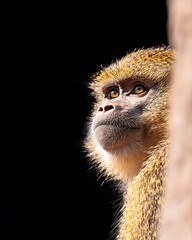 Monkey Portrait, Curious Wildlife Close-up