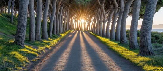 Serene pathway illuminated by the sun filtering through canopy of trees