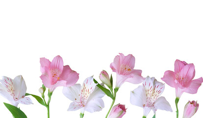 Row of pink and white alstroemeria flowers isolated on white background. Ideal for floral design,...