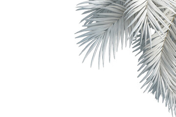White palm fronds against black background (5)