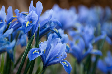 Snow iris is blooming and showing off it's vivid blue and orange colors in early spring in Czech...