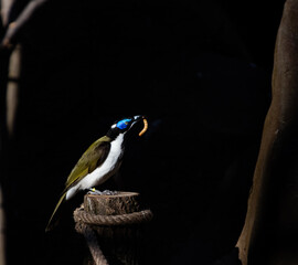 Insect eating Blue-faced honeyeater posing for a photograph in Ostrava zoo, in Czech Republic....