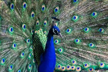 Beautiful male peacock is showing off his bright  blue, green colors, by opening his  train of...