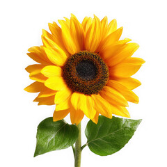 A vibrant yellow sunflower with green leaves and a dark center isolated on transparent background