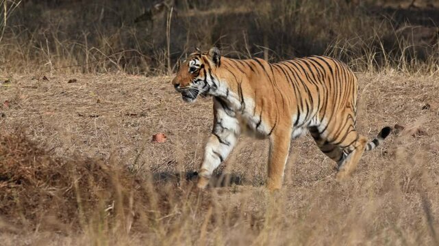 slow motion of running Bengal tiger (Panthera tigris tigris) on the hunt, Tadoba-Andhari Tiger Reserve, India, Asia
