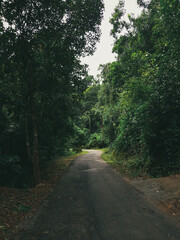 Obraz premium road in the forest