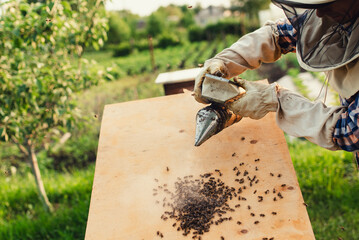 Beekeeper smokes bees, checks the condition of the swarm. Work in the apiary