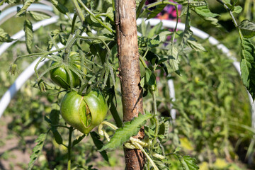 Unripe green tomato with cracked skin tied to wooden support in vegetable garden.