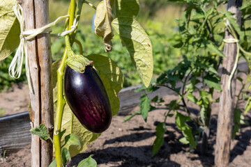 Ripe eggplant hanging on plant tied to wooden support in vegetable garden.