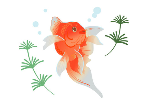 金魚 Images – Browse 21,034 Stock Photos, Vectors, and Video