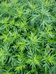 Mugwort (Artemisia vulgaris) growing wild in Japan. Close-up of dense green foliage after rainfall.