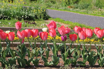 日本の春の公園に咲く赤いチューリップの花
