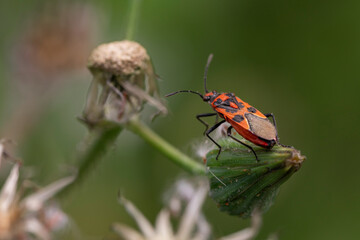 Close-up of a red and black bug perched on a green flower bud with a soft-focus background, showing...