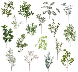 Set of branches of different trees, vector illustration, isolated object