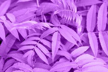 Leafy background. Vibrant purple leaves form dense and lush background, showcasing intricate...