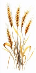 Closeup of Ripe Wheat Stalks Against a Pure White Backdrop