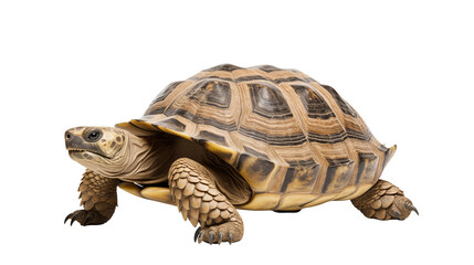 Naklejka premium A magnificent turtle exhibits its patterned shell isolated on transparent background, perfect for conservation or wildlife projects.