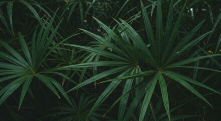 Obraz premium Dark Green Tropical Foliage Background