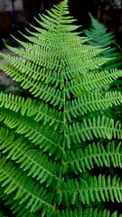 Fern close-up. Photo background. Green plant macro
