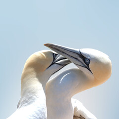 Portrait of two Northern gannet on Heligoland on a sunny summer day