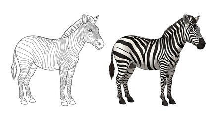 Obraz premium Standing Zebra Outline Drawing – Wildlife Line Art