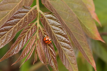I Insect on leaves. Close-up.