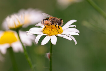 Macro Shot of Syrphid Fly Collecting Nectar on a Blooming Daisy Petal in Soft Focus Nature Scene