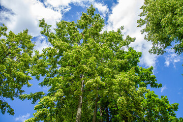 Green canopy of trees against the blue summer sky.