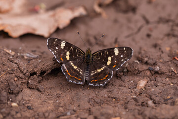 Map Butterfly (Araschnia levana) Summer Form Resting on Dry Soil with Open Wings in Natural Habitat Macro