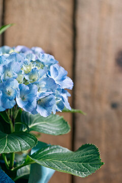 blue hydrangea flower pot plant