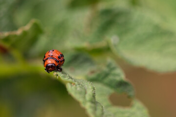 Close-up Macro of Leptinotarsa Decemlineata Larva Crawling on Potato Plant Leaf, Agricultural Pest in Natural Surroundings