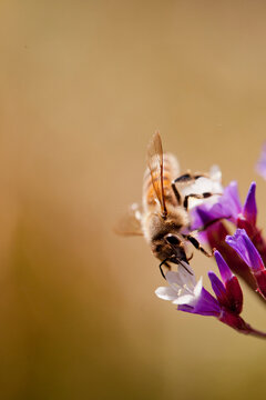 Bee on a statice flower