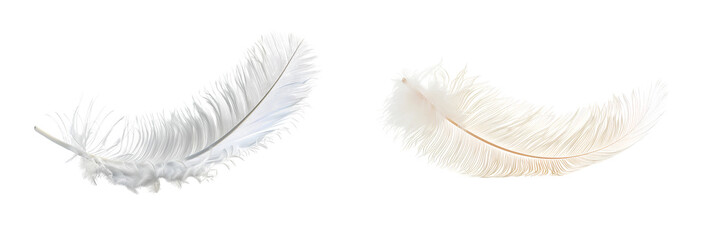 Obraz premium Set of soft white bird feathers floating isolated on transparent background