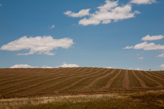 Windrowed canola paddock and sky