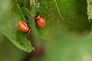 Two Colorado Potato Beetle Larvae Feeding on Green Leaf, Macro Shot of Agricultural Pest in Natural Habitat, Close-Up Photography for Entomology and Farming Use
