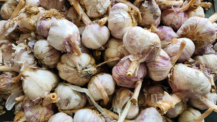 Pile of Organic Garlic Bulbs with Natural Purple Stripes