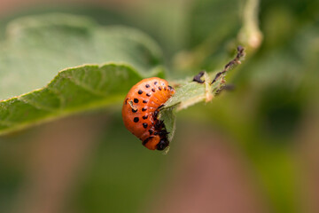 Colorado Potato Beetle Larva on Green Leaf, Macro Shot of Red Insect Pest with Black Spots in Natural Environment, Close-up Insect Photography