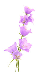 Obraz premium Peach leaf bellflowers