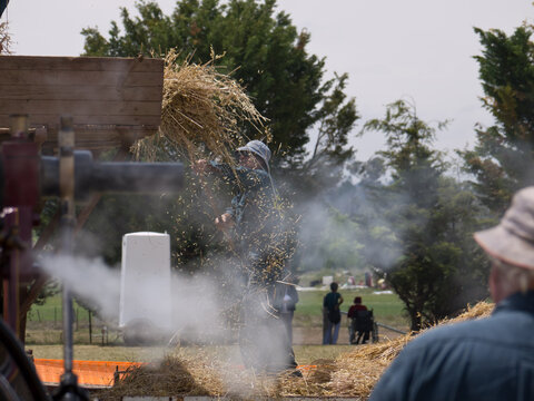 Antique threshing machine threshing wheat - Powered by Adobe