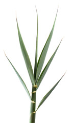 Giant cane branch isolated on white background