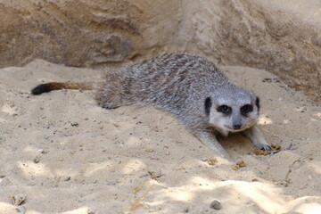 A charming photo series featuring a family of meerkats in their sandy habitat. The images capture...